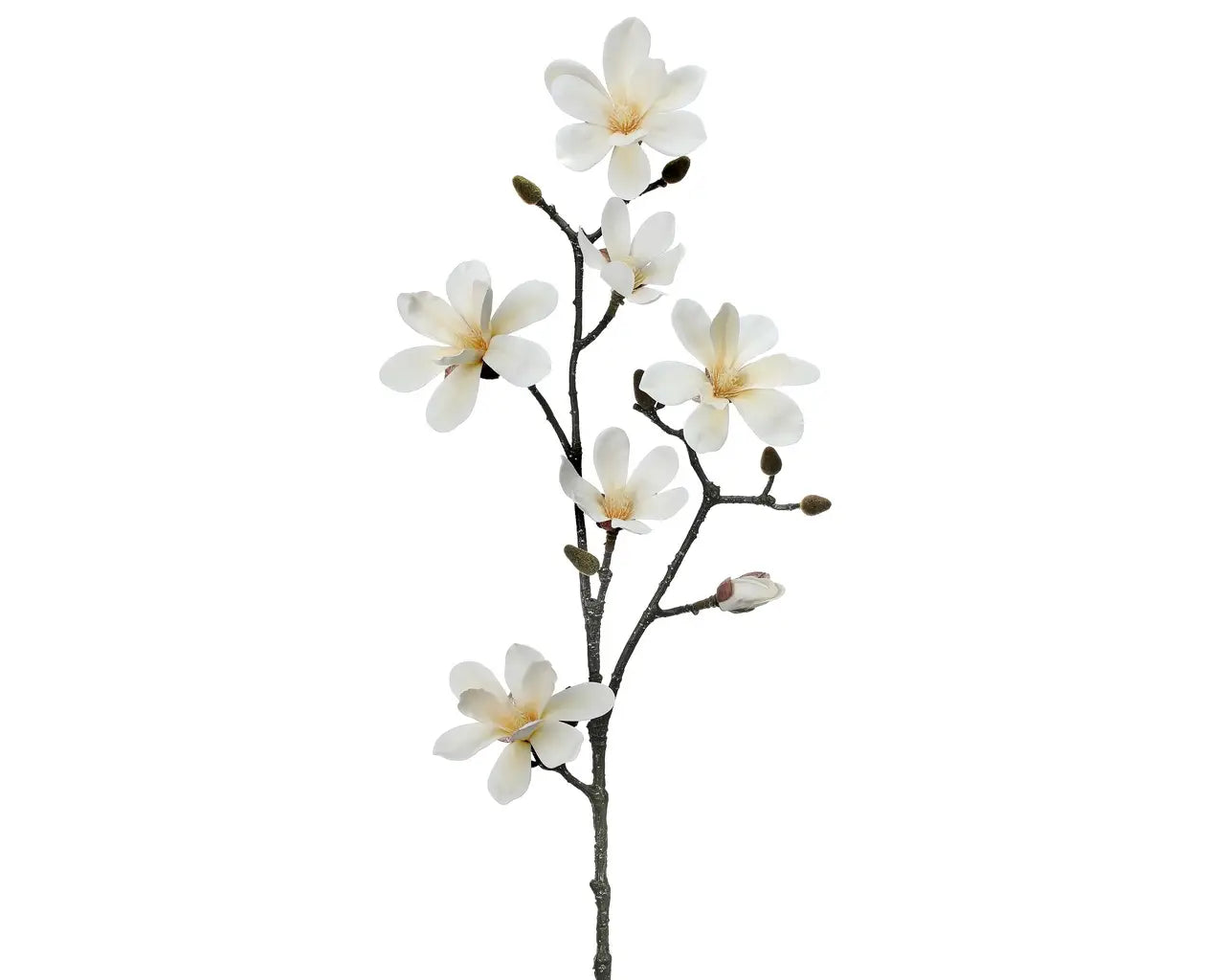 Magnolia Stem