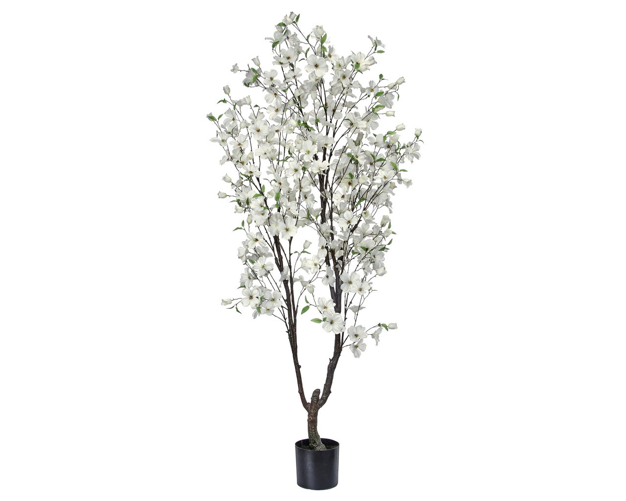 Southern Dogwood Tree