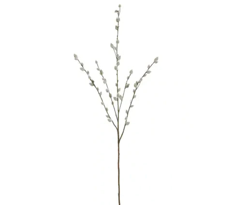 Pussy Willow Branch