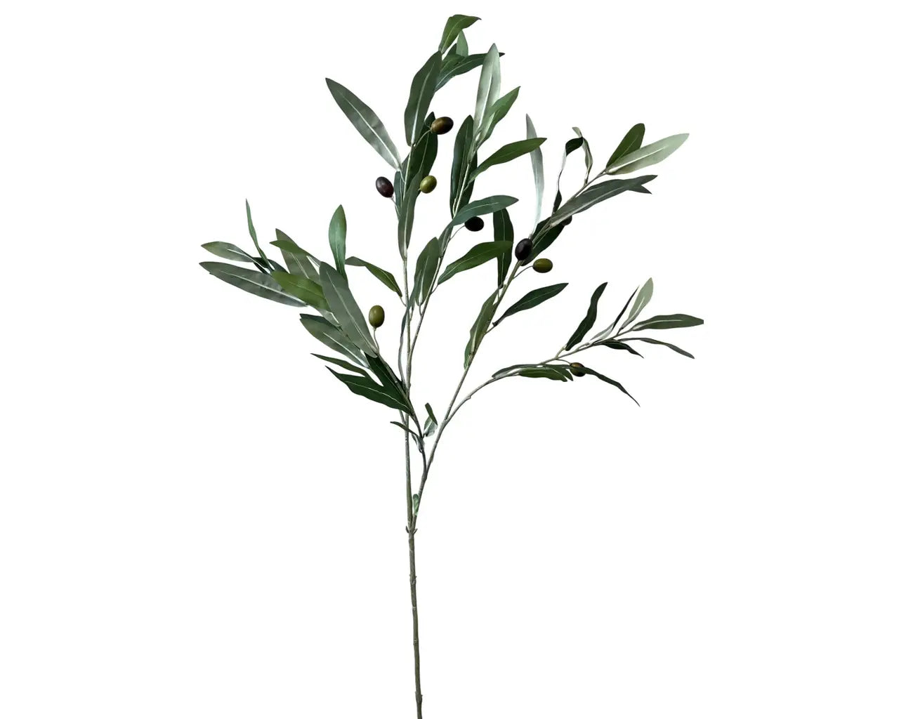 Olive Branch